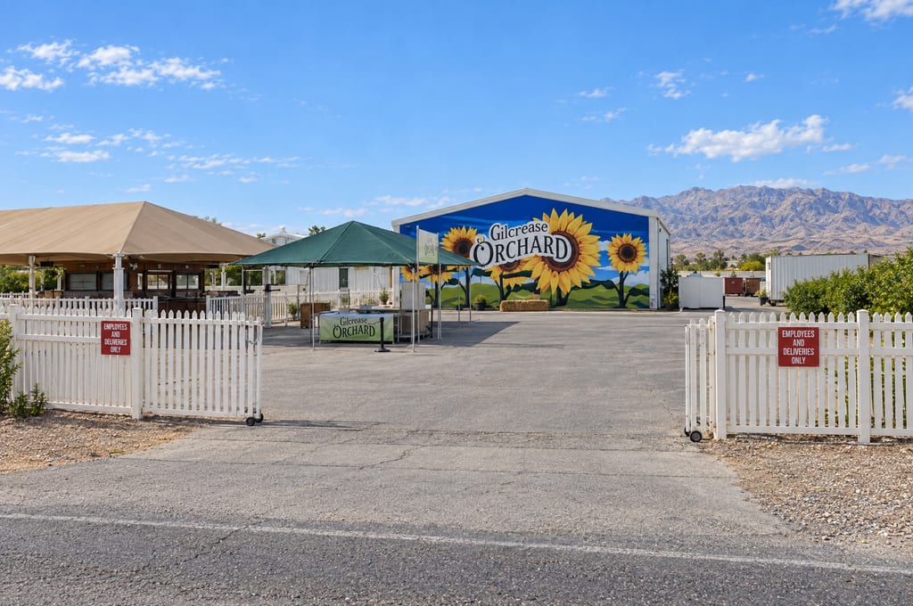 A driveway runs between open white picket gates to a barn painted with sunflowers and the words Gilcrease Orchard, with a green canopy over a Gilcrease Orchard stand, a tan tent pavilion at the left and mountains behind.