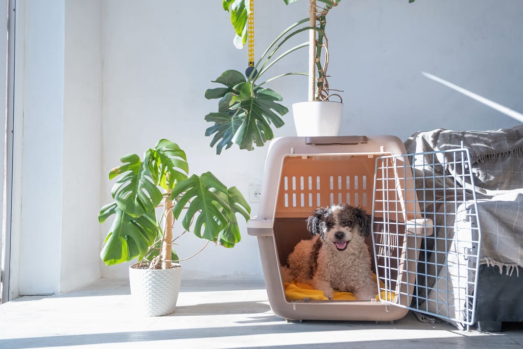 A small dog resting in an open travel crate at home.