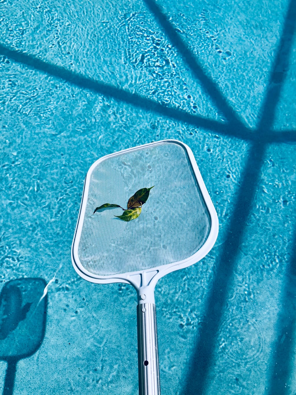 A pool-cleaning net holding a few leaves above clear blue water.